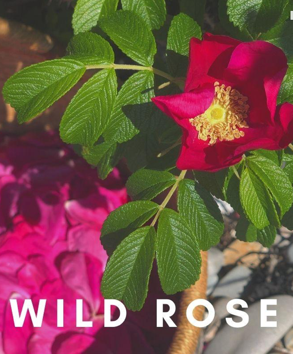 WILD ROSE FLOWER ESSENCE - HERBAL REVOLUTION